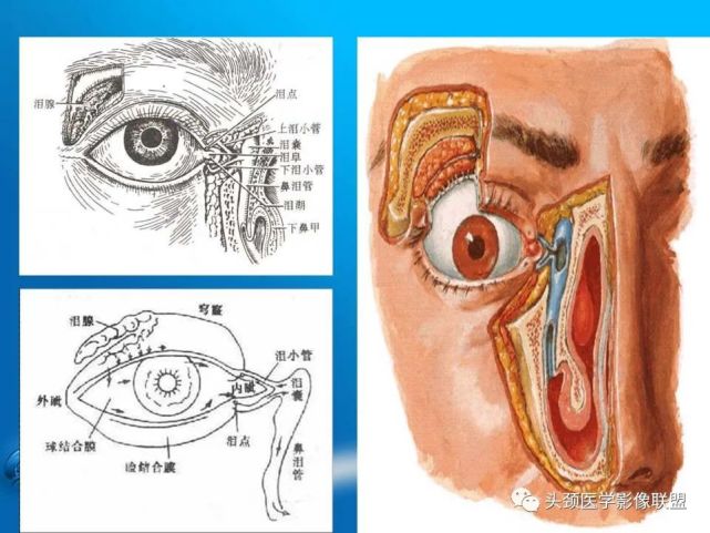 泪器影像解剖