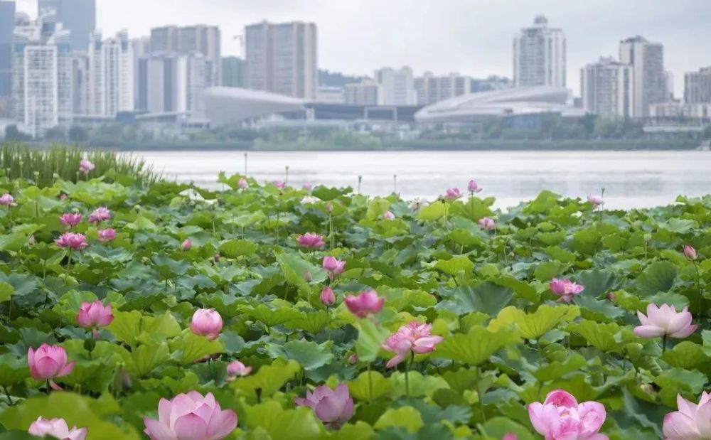 贊遂寧市觀音湖旅遊度假區獲批為省級旅遊度假區