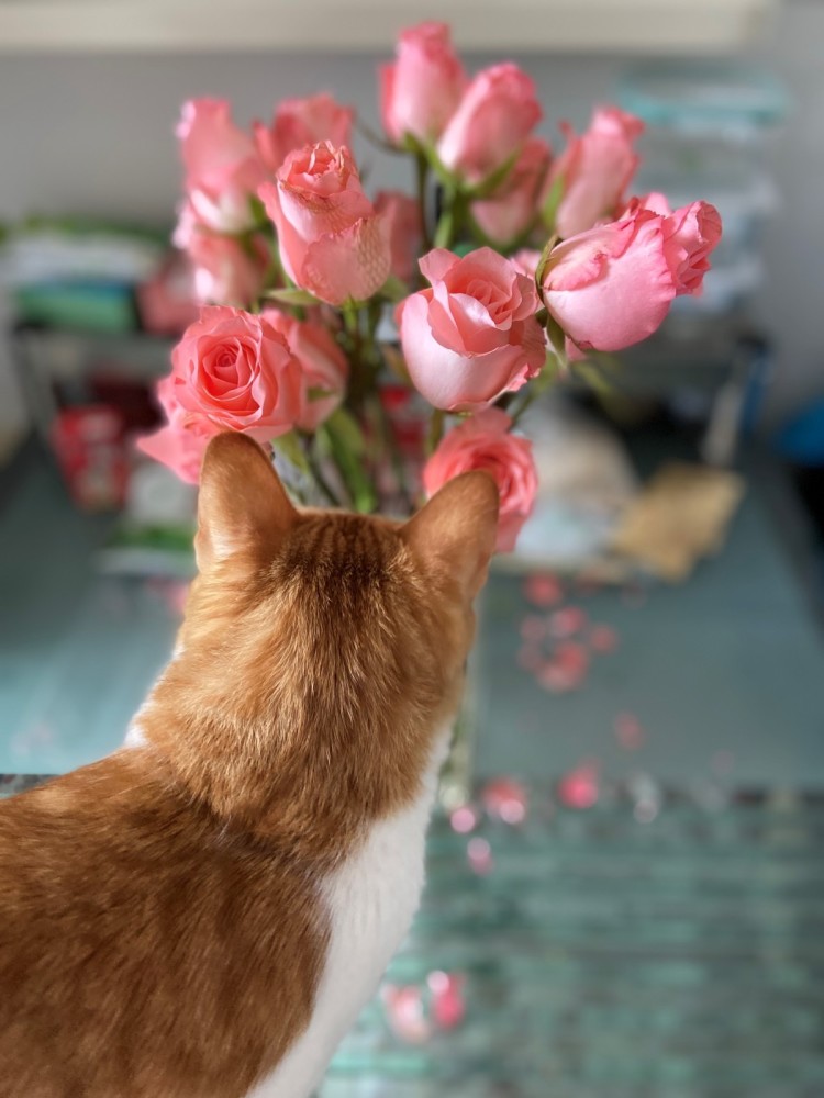猫 第一次见到玫瑰花 表现很出人意外 腾讯新闻
