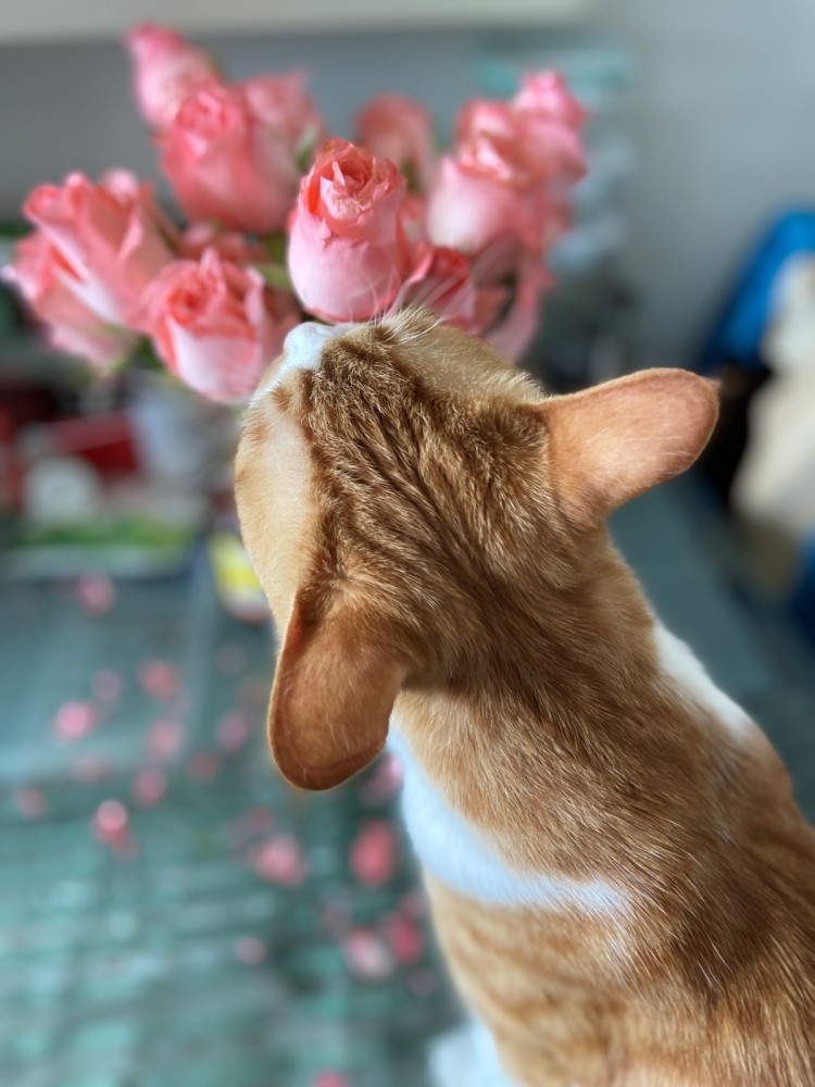 猫 第一次见到玫瑰花 表现很出人意外 腾讯新闻