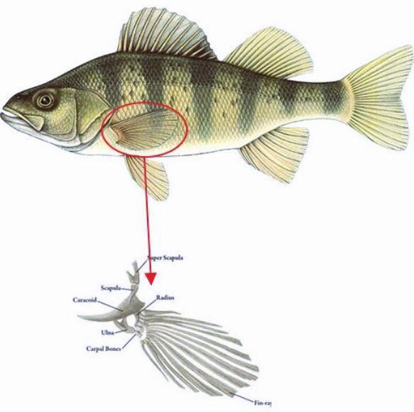 鲸鱼没有手 为什么长着人手一样的骨骼 腾讯新闻