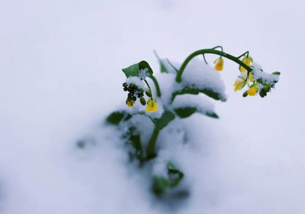 雪花綻放的棉白裡看到地下的春的萌動——樹根不死,虯枝盤駁蒼穹擁抱