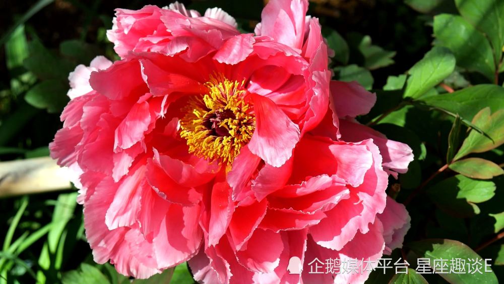 5月28日星座运势 顺势而为 扬眉吐气的四大星座 腾讯新闻