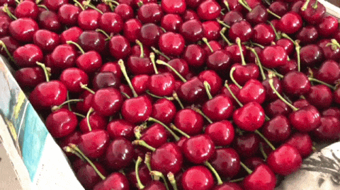 大连大樱桃成熟时间表来了最快下周尝鲜