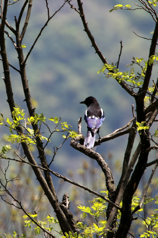 朱提影像(九十二)|鲁甸:喜鹊枝头叫喳喳