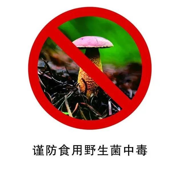 進入雨季,吃菌子的季節又來了!