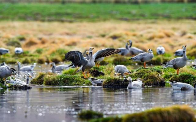 甘肃肃北盐池湾湿地迎来最佳观鸟期