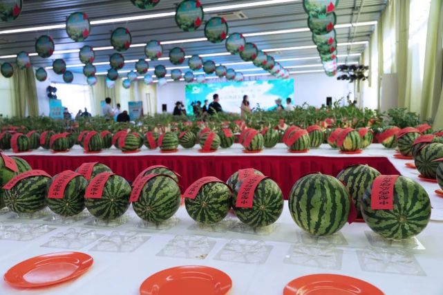 这么大的西瓜你见过没?