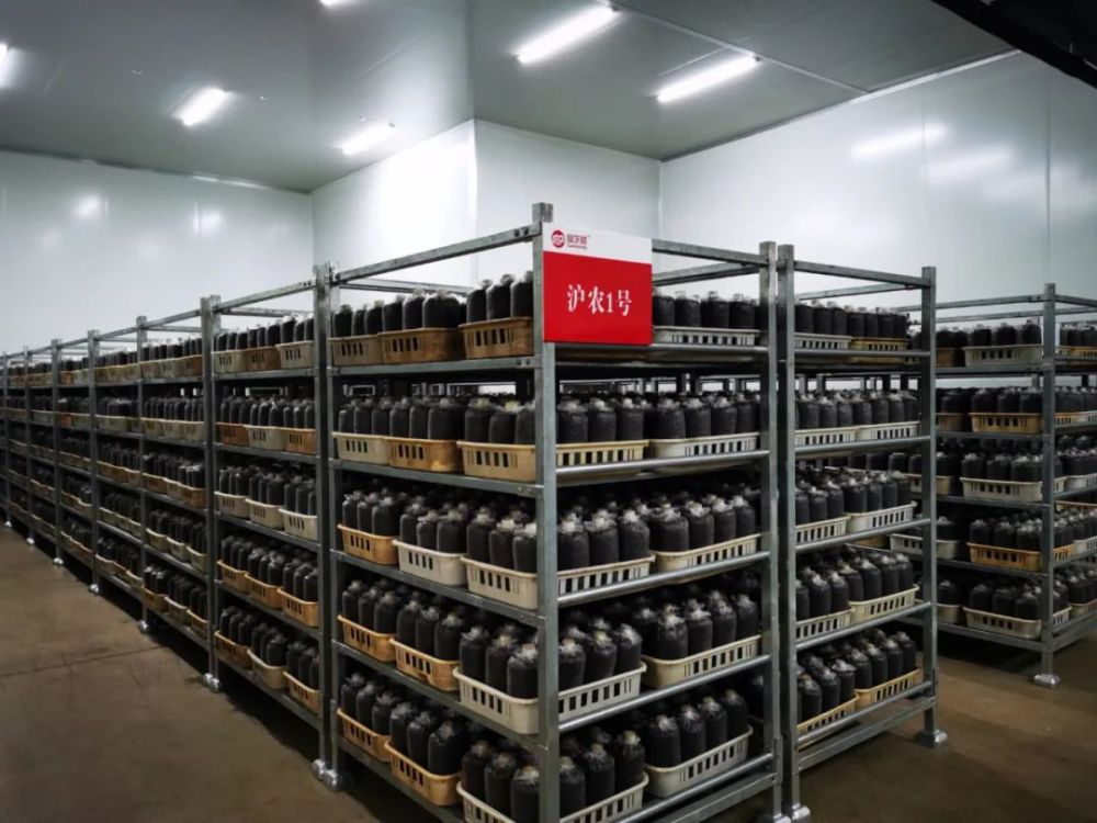 坐落在南平浦城的"仙芝楼菌种中心",就是福建罕有的灵芝种质资源"宝库