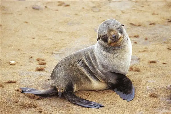设计以及左右两侧空调出风口的设计都采用了仿生学,像极了海豹的尾巴