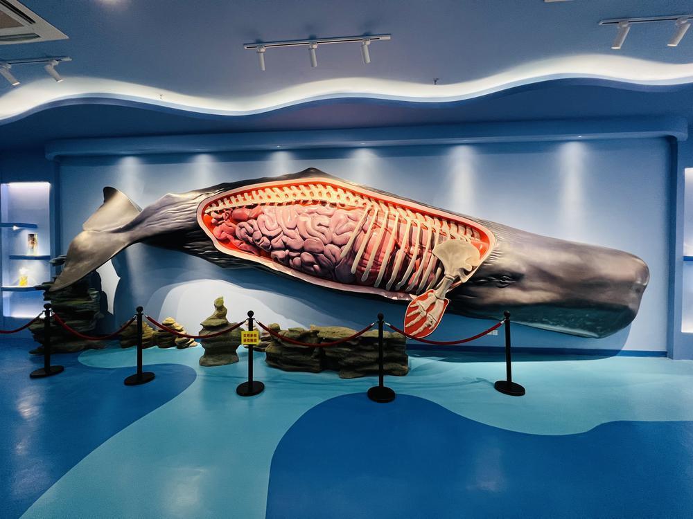 惠州抹香鲸主题馆六一,端午假期连续开放四天_腾讯新闻