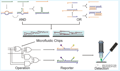 微流控芯片中三重双链dna纳米计算电路的设计与实现 腾讯新闻