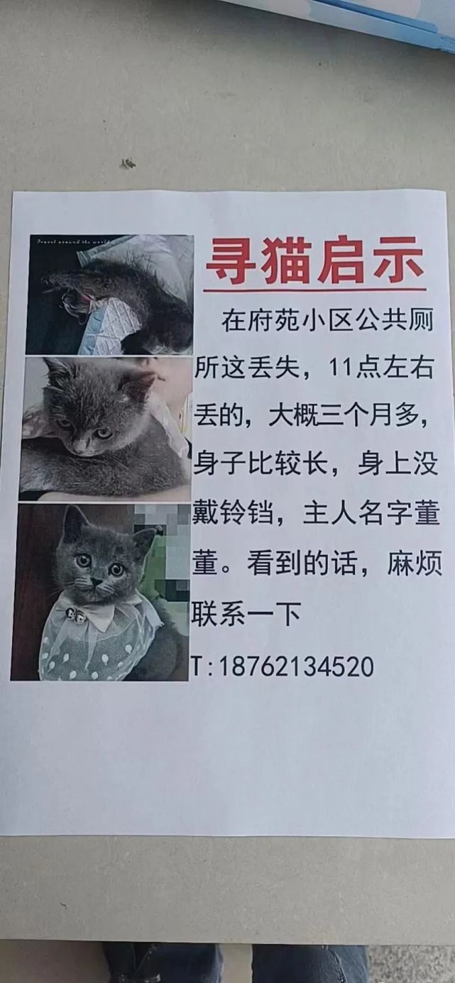 小区内寻猫启示样板图片