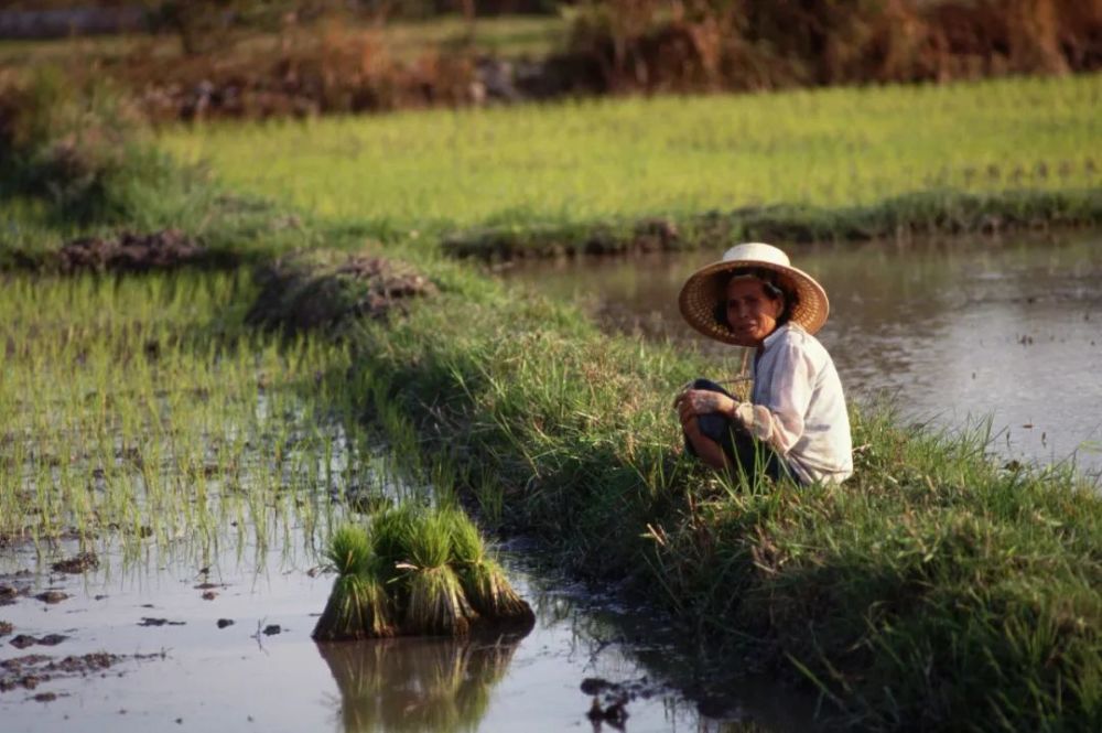 全球粮食再响警报！大米也紧张了：泰国要联手越南提高米价