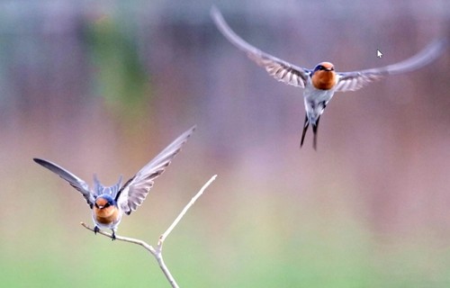 燕归梁61夏日荷塘美景孙爱明紫燕双飞白絮扬.倩影好风光.