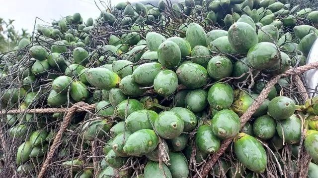 缅甸槟榔果迎来大丰收,市场供需两旺,农民乐开花