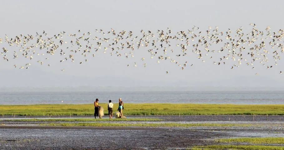 非法捕捞、电鱼现象猖獗，缅甸著名湖泊急需整治