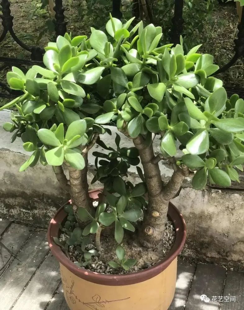 玉树怎么养记住3个重点叶片肥厚浓绿长成小树盆景