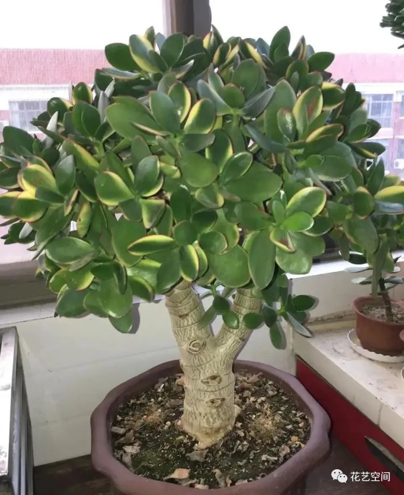 玉树怎么养记住3个重点叶片肥厚浓绿长成小树盆景