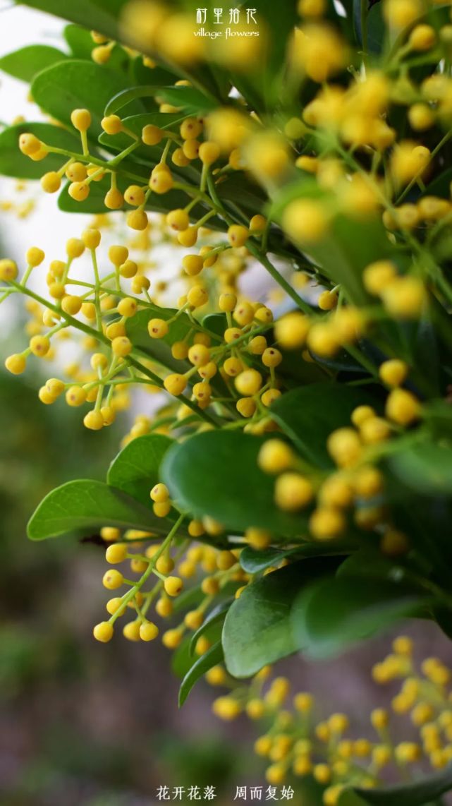 米仔兰你都种好几年了还没发现这是九里香吗