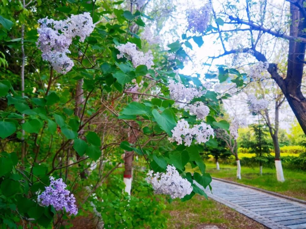 在綏化有一種浪漫叫五月花開綻放夏日小美好