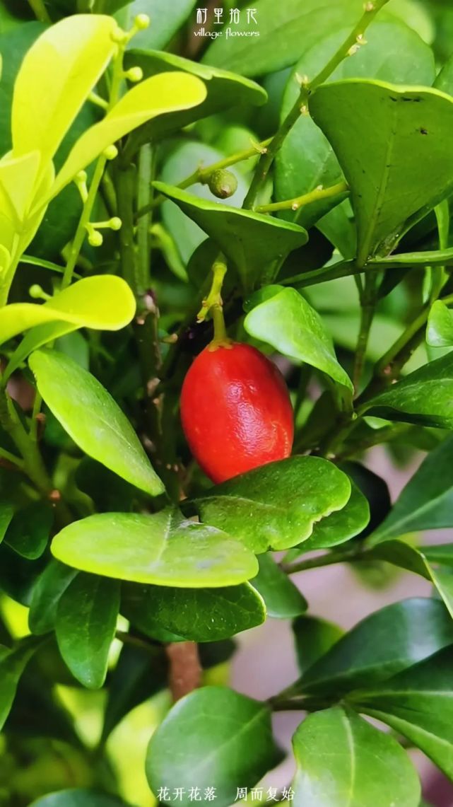 米仔兰的果实跟九里香的有点类似,为卵形或近球形的浆果,成熟后也基本