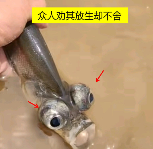 又見怪魚出水,廣東釣友釣到奇怪翹嘴,眼睛突出神似外星生物