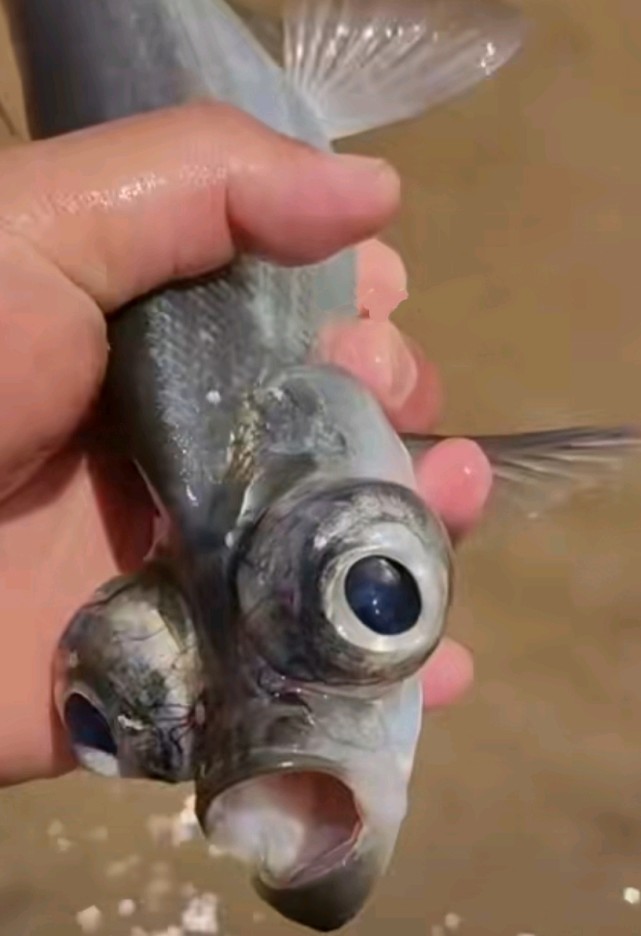 又见怪鱼出水,广东钓友钓到奇怪翘嘴,眼睛突出神似外星生物