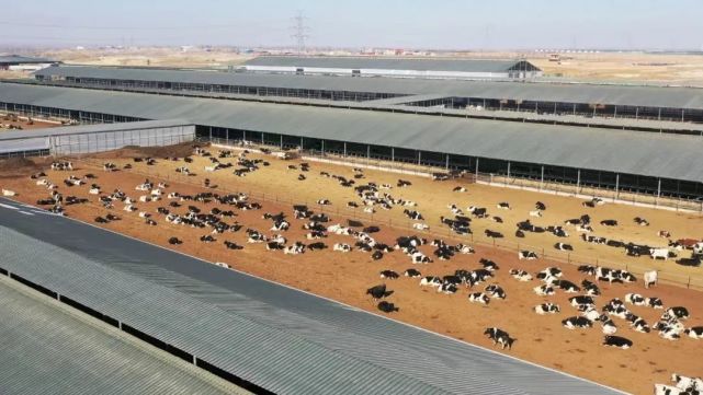 喜迎自治区第十三次党代会智慧牧场让奶牛过上智慧生活