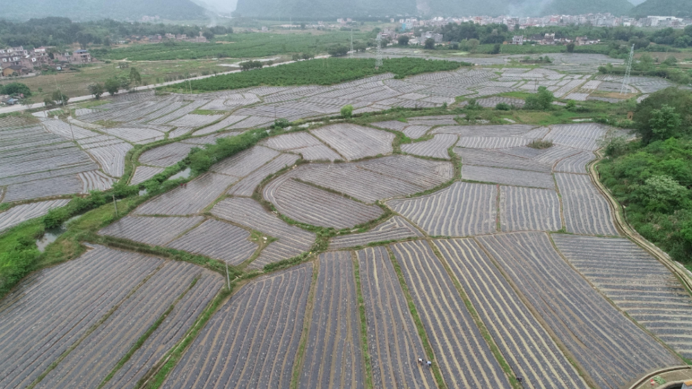 燕塘聚义村治理撂荒后打造的香芋基地来  源:钟山县燕塘镇编 辑:黄