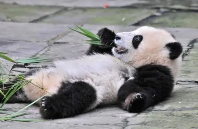 大熊猫生活在什么地方?