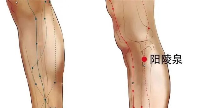 阳陵泉穴:一穴通肝胆,百病去无踪!