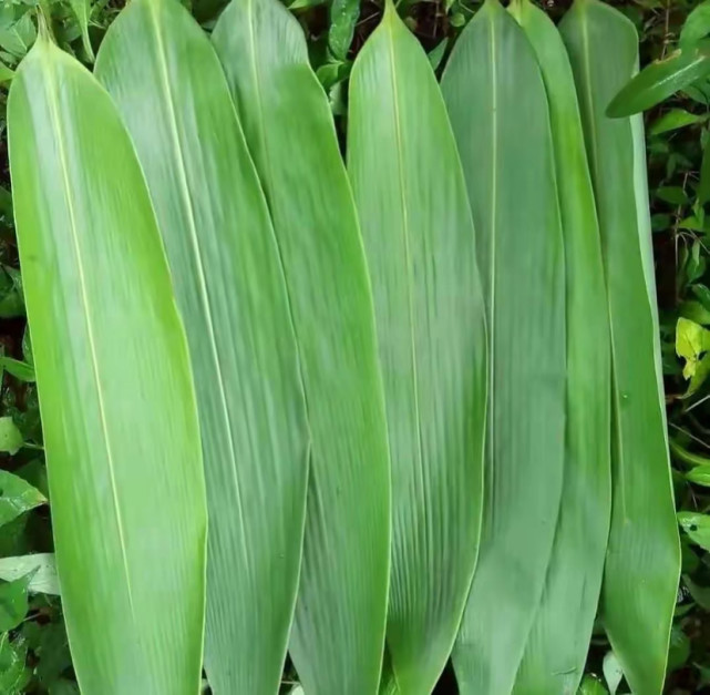 端午节即将来临,南方人喜欢用"箬竹叶"包粽子,大家认识吗