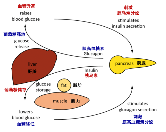 降糖新药"胰高血糖素原衍生肽"研究进展|2022北大糖尿病论坛
