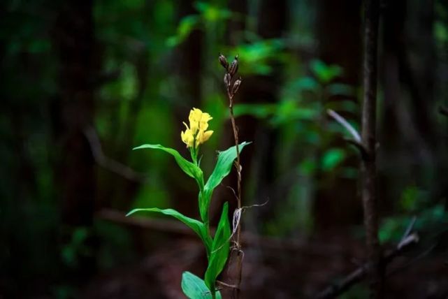 岳西发现珍稀花卉植物"金兰"!