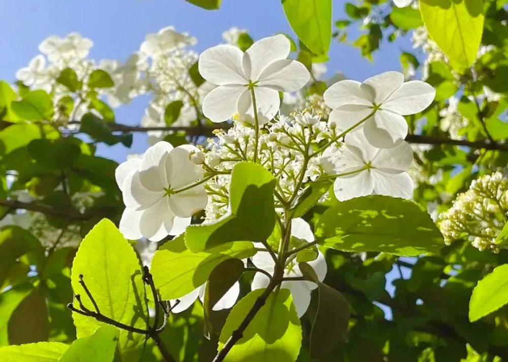 走近細瞧花朵,潔白的花朵綻放枝頭,美如玉盤,在綠葉的映襯之下,宛如