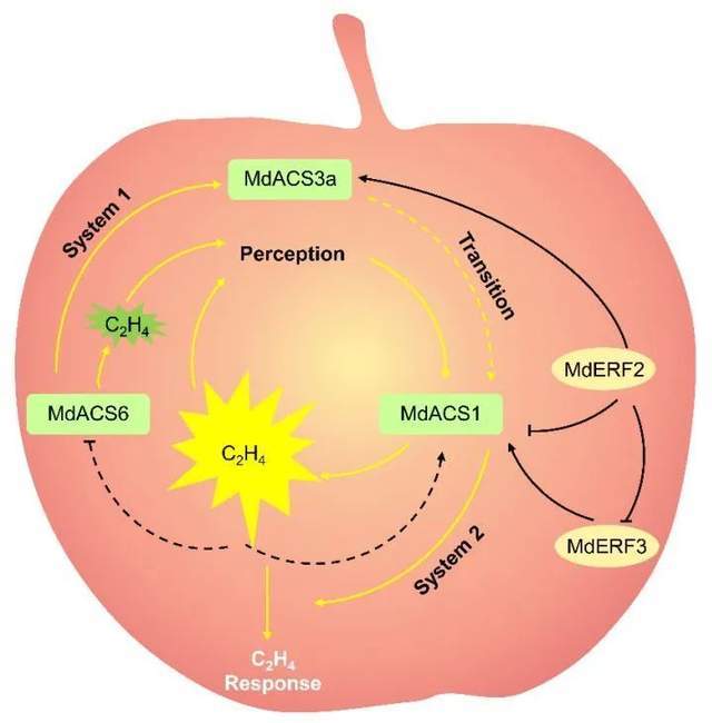 我们以苹果[1]为例看一下我们可以看到,非呼吸跃变型水果在离开枝头的