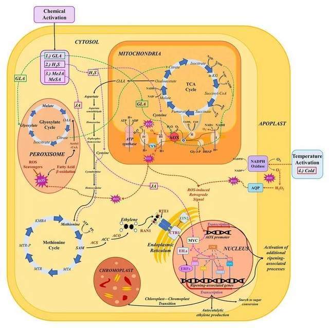 团购了一堆水果放放能变得更甜吗