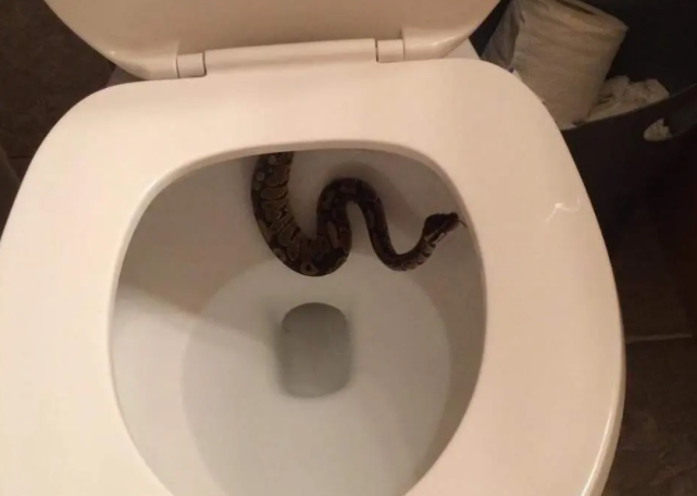 男子蹲马桶被蟒蛇咬屁股,它是怎么进去的?