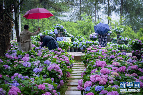 云南昆明郊野公园成了绣球花的主场,吸引了部分游客冒雨前来拍照打卡
