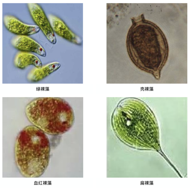 裸藻水華形成的適宜溫度為20℃-35℃,生長時間橫跨春,夏,秋三個季節