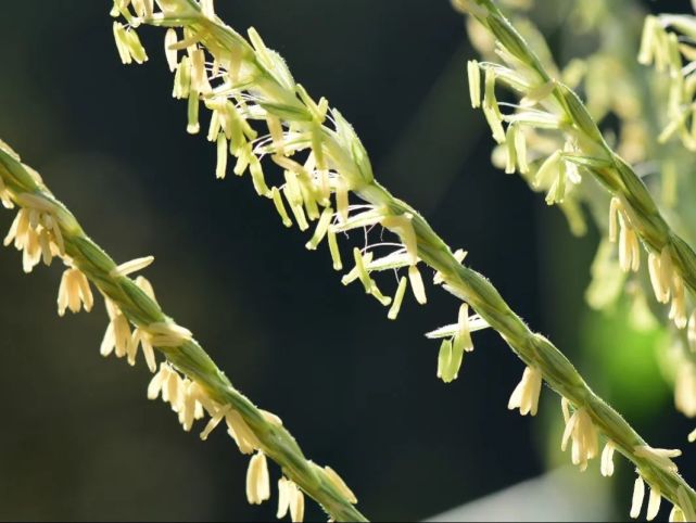 一朵花里面既有雄蕊花药又有子房花柱,玉米的花单性,它的雄花序生于枝