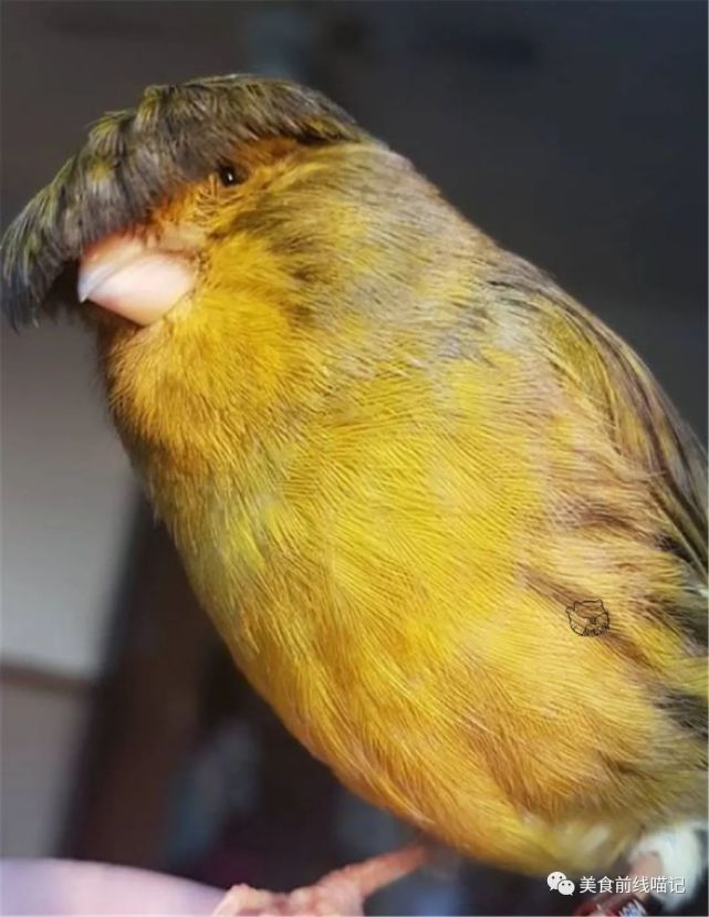 走在时尚前沿的鸟,凤头金丝雀有着西瓜皮的发型,网友:可爱