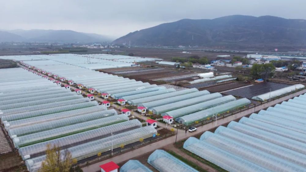 靜寧縣城川鎮102棚訂單種植蔬菜喜獲豐收