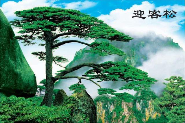 安徽千年迎客松,开花了,谁还质疑它是假的?