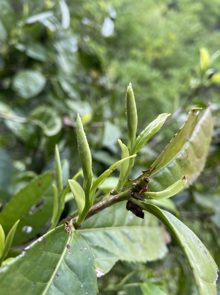 太划算了！黄山毛峰高端茶，全部折价给军人军属！