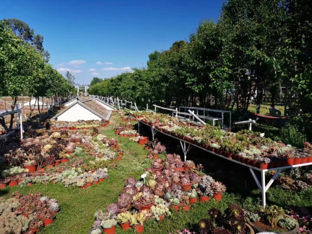 999朋友圈喜洲马帮世家端午多肉庄园喜乐会