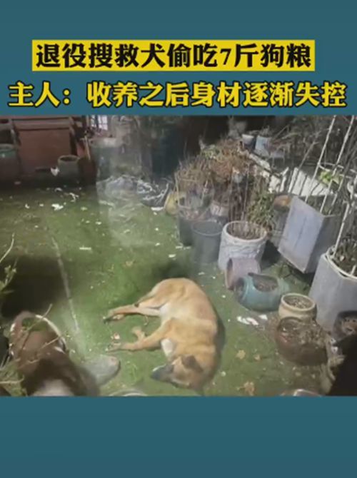 而馬犬大概率知道主人在責備自己,起身想找個地方躲起來,但又無處藏匿