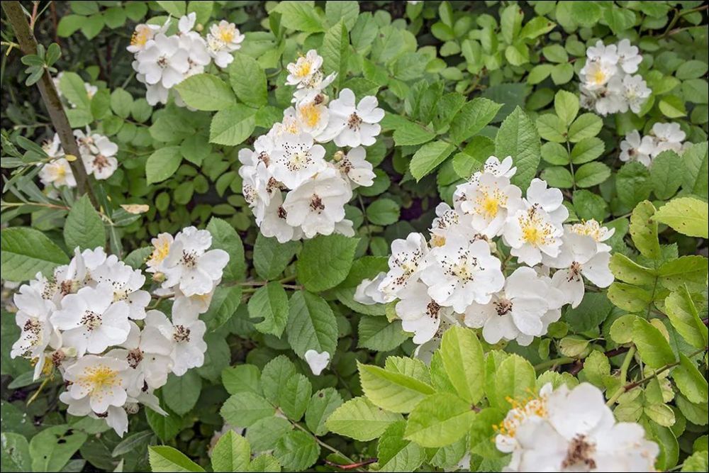 宿迁小白花,你知道吗?_腾讯新闻