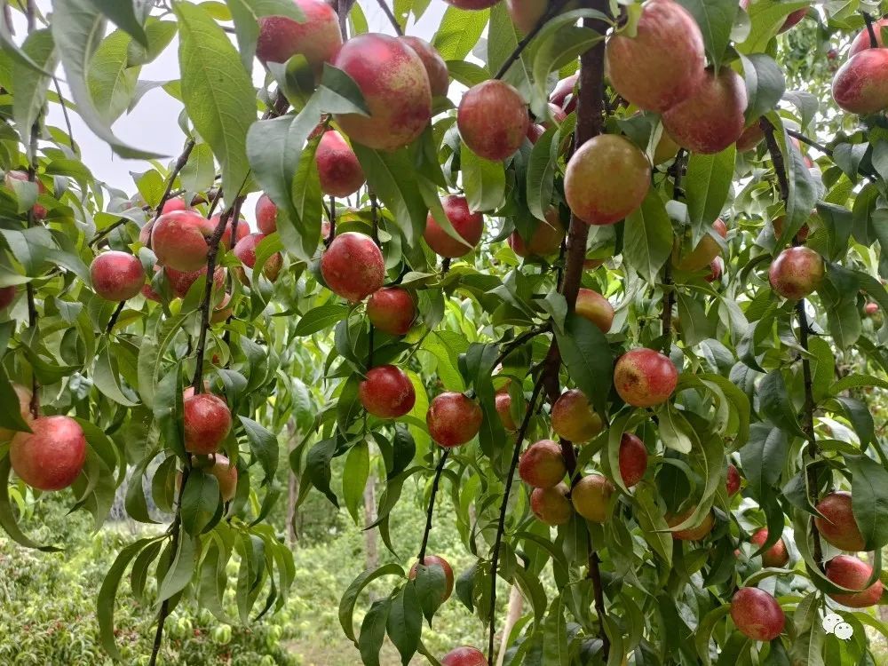 织金县茶店乡油桃满枝头采摘正当时